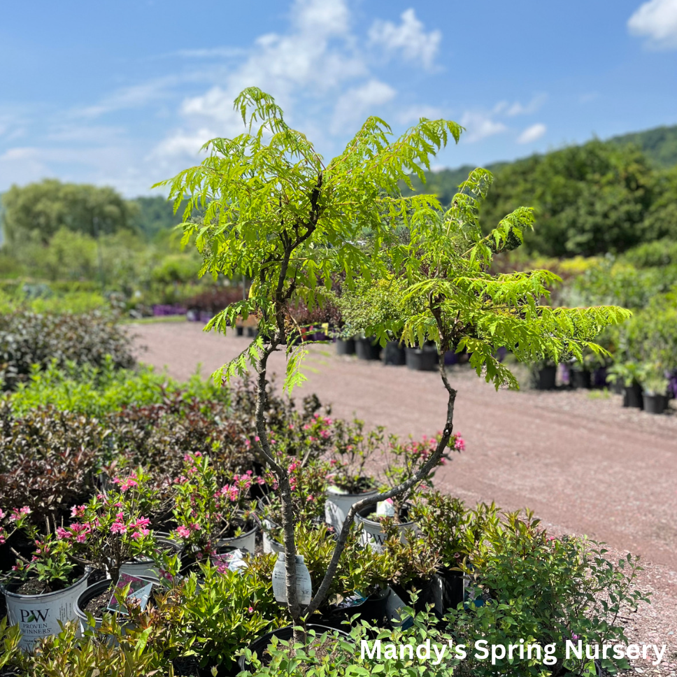 Cutleaf Sumac Tree Tiger Eyes Cutleaf Staghorn Sumac | Rhus typhina – Mandy Spring Farm ...