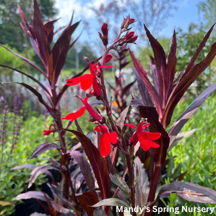 Queen Victoria Cardinal Flower | Lobelia