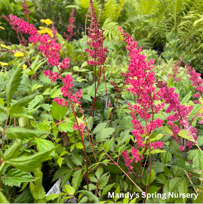 Fanal Astilbe | Astilbe arendsii – Mandy Spring Farm Nursery, Inc.