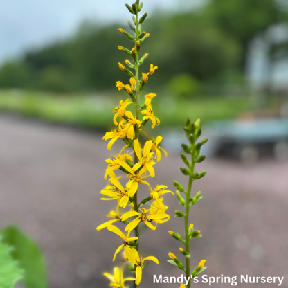 The Rocket Golden Ray | Ligularia stenocephala