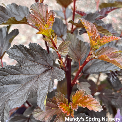 Fireside® Ninebark | Physocarpus opulifolius