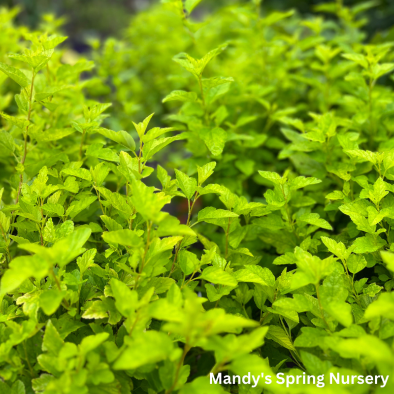 Lucky Devil Ninebark |  Physocarpus Opulifolius 'Zlemichael'