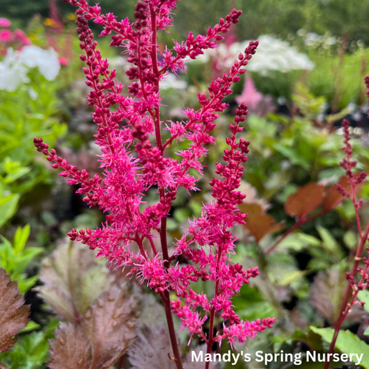 Mighty Chocolate Cherry Astilbe | Astilbe chinensis