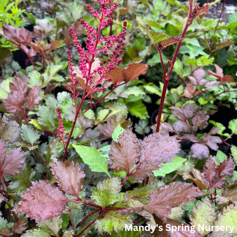 Mighty Chocolate Cherry Astilbe | Astilbe chinensis
