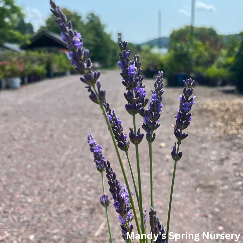english lavender plants for sale Phenomenal®' English Lavender