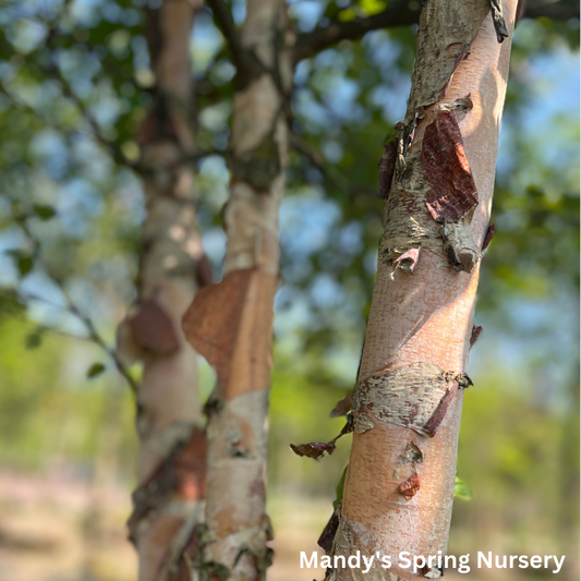 Heritage River Birch | Betula nigra 'Cully'