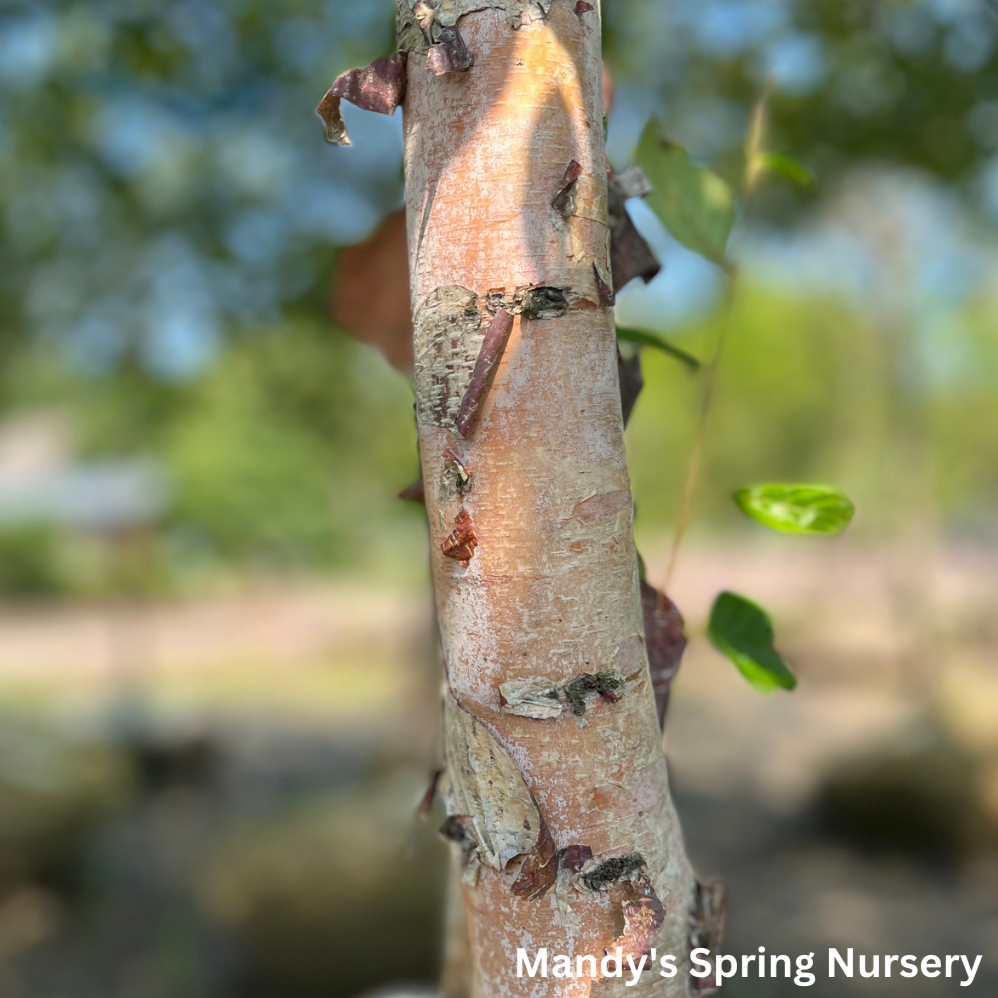 Bare Root - River Birch | Betula nigra