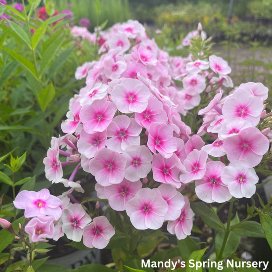 Flame Pro Baby Doll Garden Phlox 