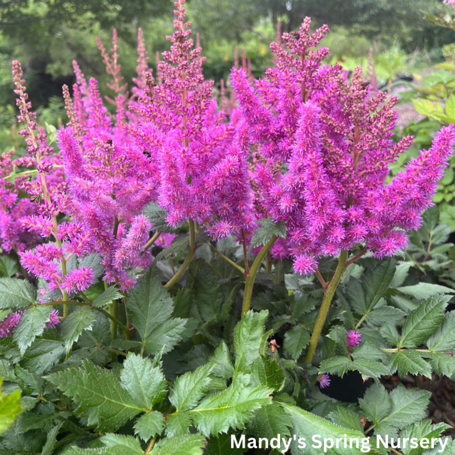 Visions Astilbe | Astilbe chinensis 'Visions'