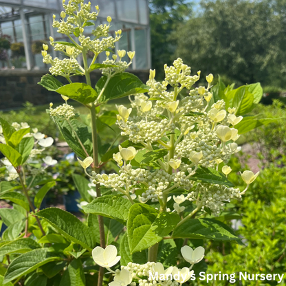 Quick Fire® Hydrangea | Hydrangea paniculata