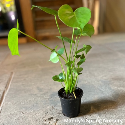 Swiss Cheese Plant | Monstera deliciosa