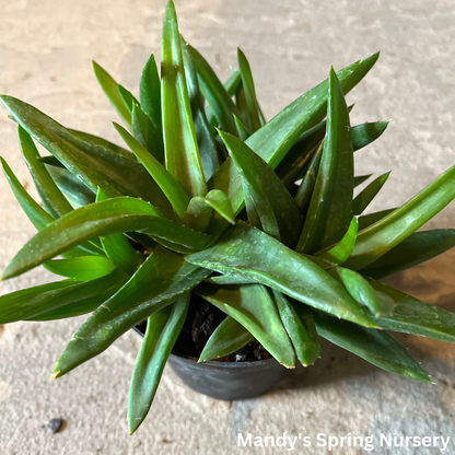 aloe vera plant barbadensis miller Aloe Vera