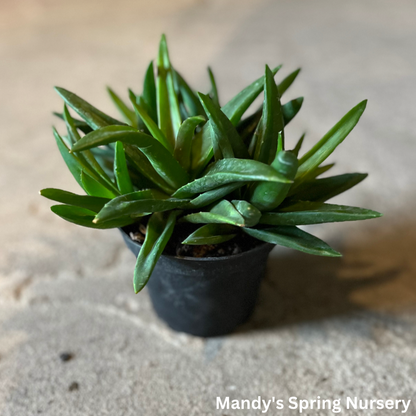 Aloe Vera | Aloe barbadensis miller