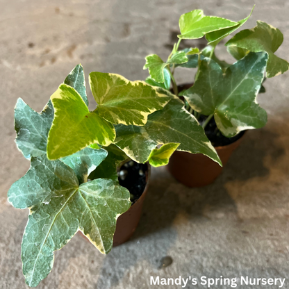 Variegated English Ivy | Hedera helix 'Variegata'