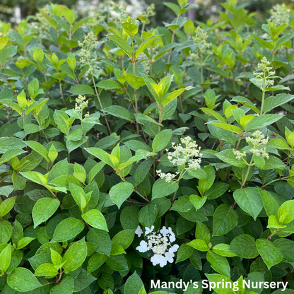 Quick Fire® Hydrangea | Hydrangea paniculata