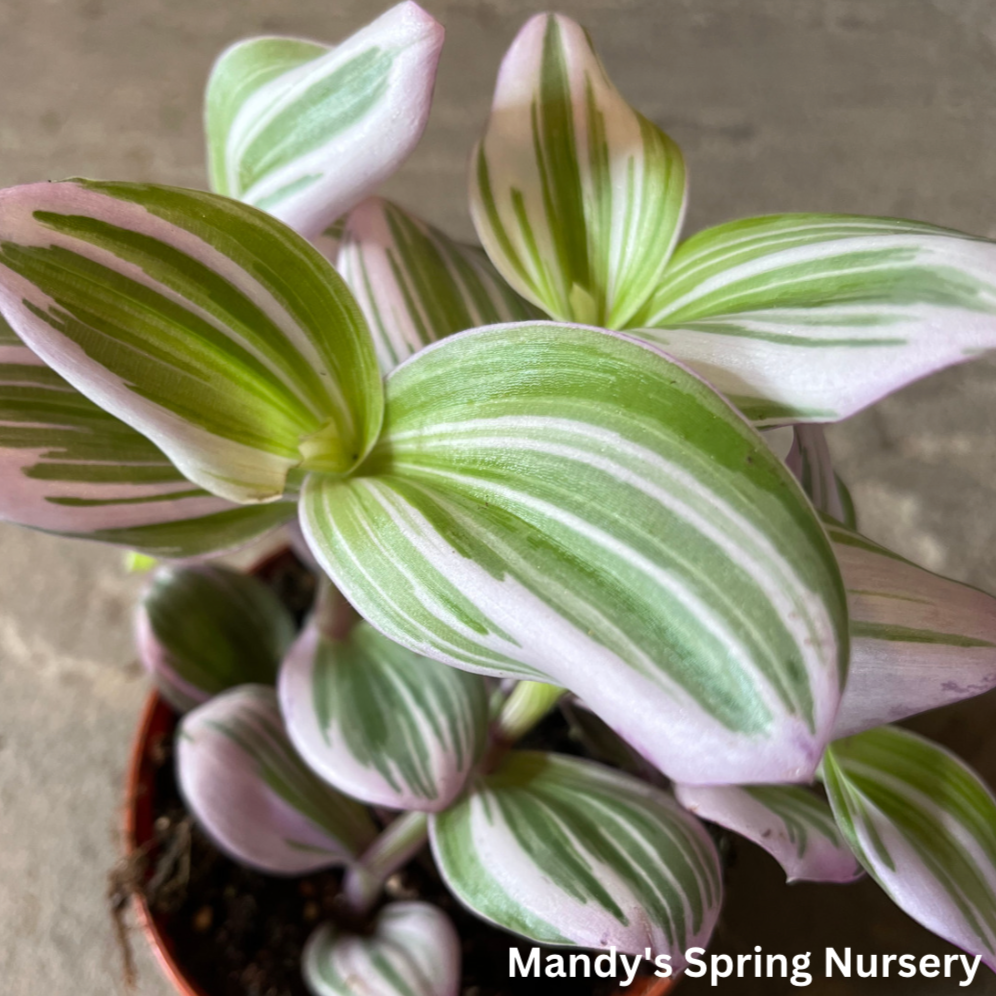 Tradescantia 'Bubblegum'