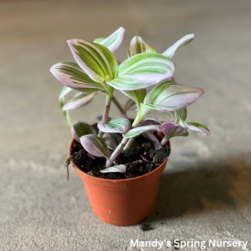 Tradescantia 'Bubblegum' – Mandy Spring Farm Nursery, Inc.