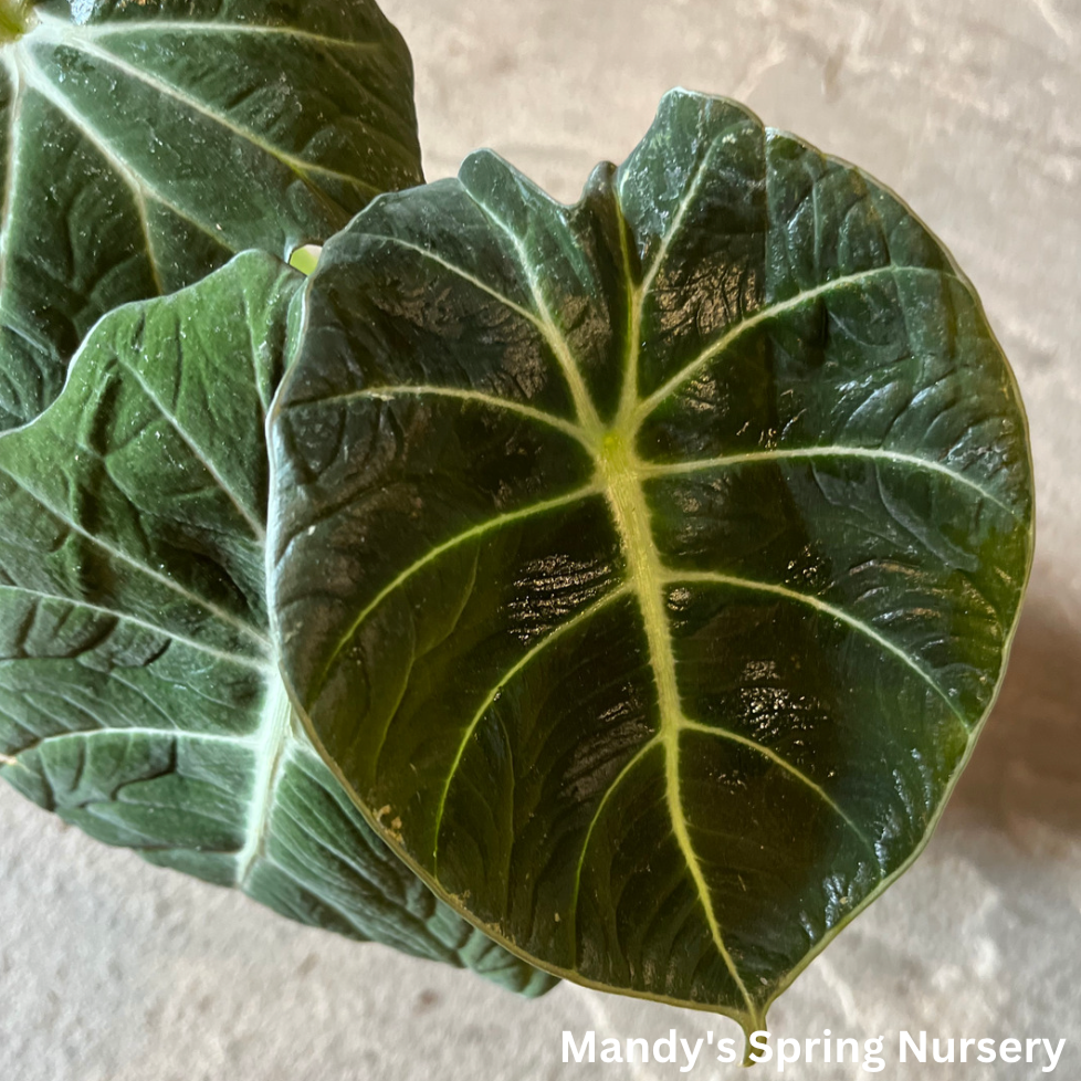 Alocasia 'Black Velvet' | Alocasia reginula 'Black Velvet'