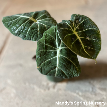 Alocasia 'Black Velvet' | Alocasia reginula 'Black Velvet'