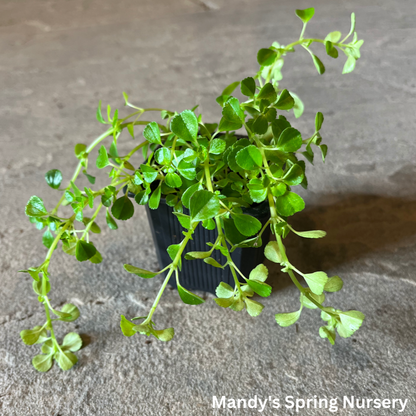 Baby Tears | Soleirolia soleirolii