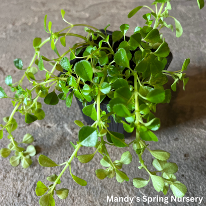 Baby Tears | Soleirolia soleirolii