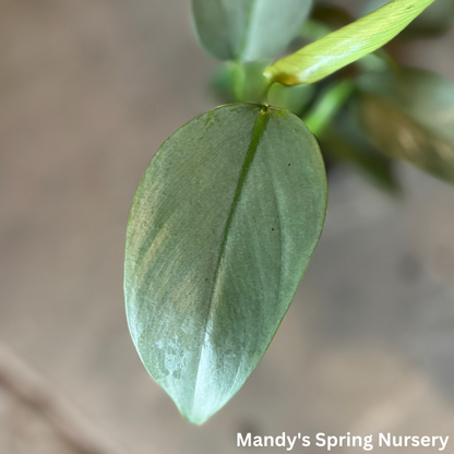 Silver Sword Philodendron | Philodendron hastatum 'Silver Sword'