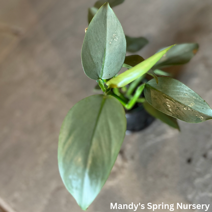 Silver Sword Philodendron | Philodendron hastatum 'Silver Sword'