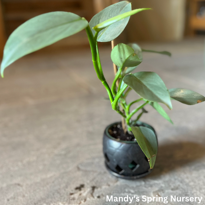 Silver Sword Philodendron | Philodendron hastatum 'Silver Sword'