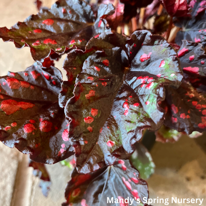 Painted Leaf Begonia | Begonia rex-cultorum