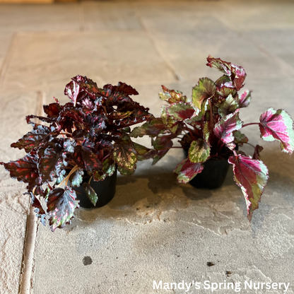 Painted Leaf Begonia | Begonia rex-cultorum