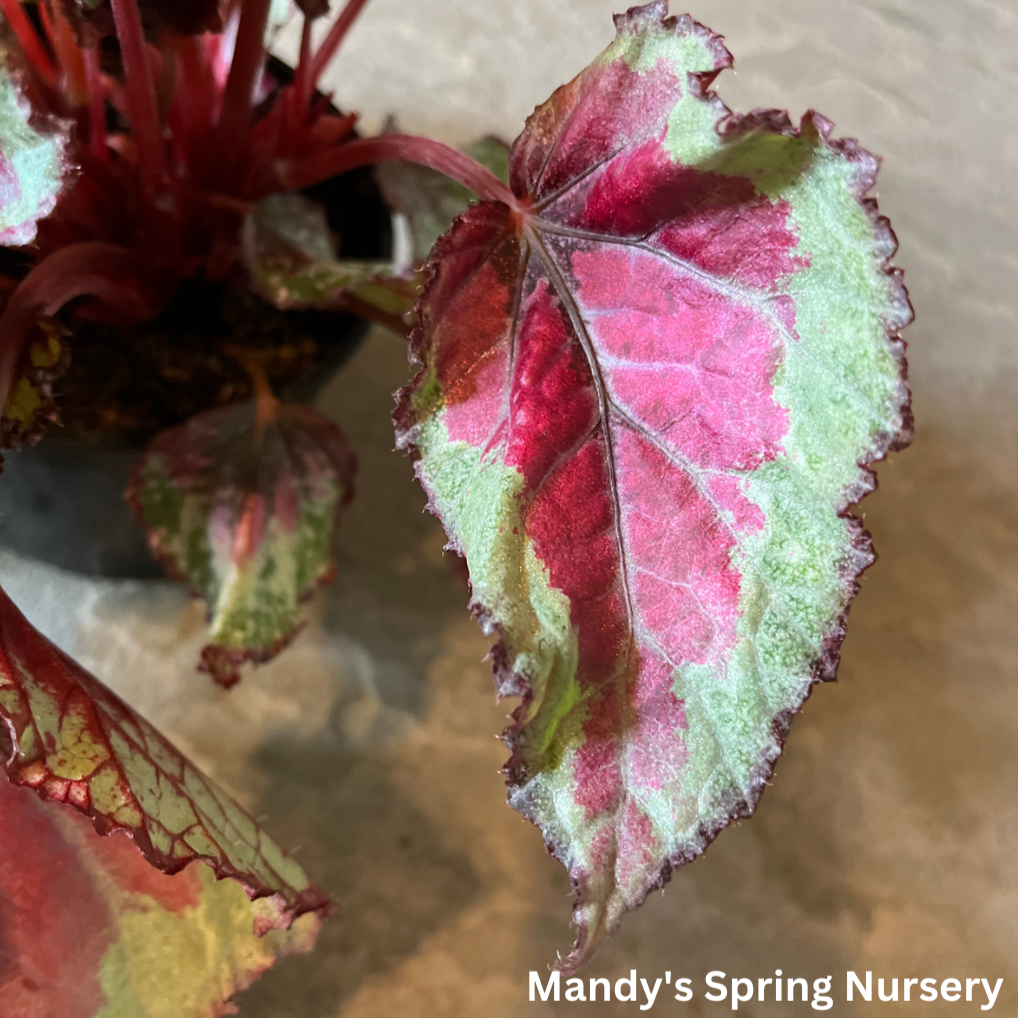 Painted Leaf Begonia | Begonia rex-cultorum