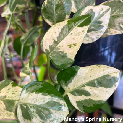 Pearls & Jade Pothos | Epipremnum aureum 'Pearls and Jade'