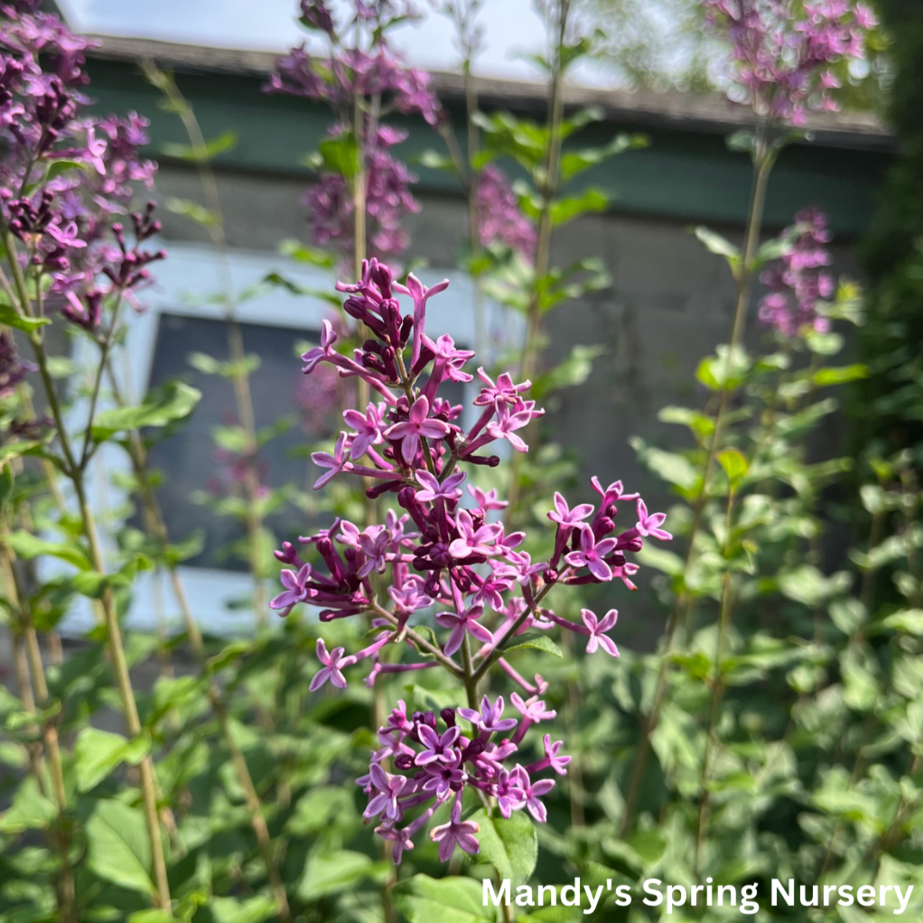 Bloomerang Dark Purple Reblooming Lilac | Syringa