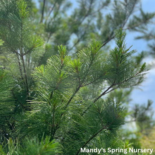 Eastern White Pine | Pinus strobus