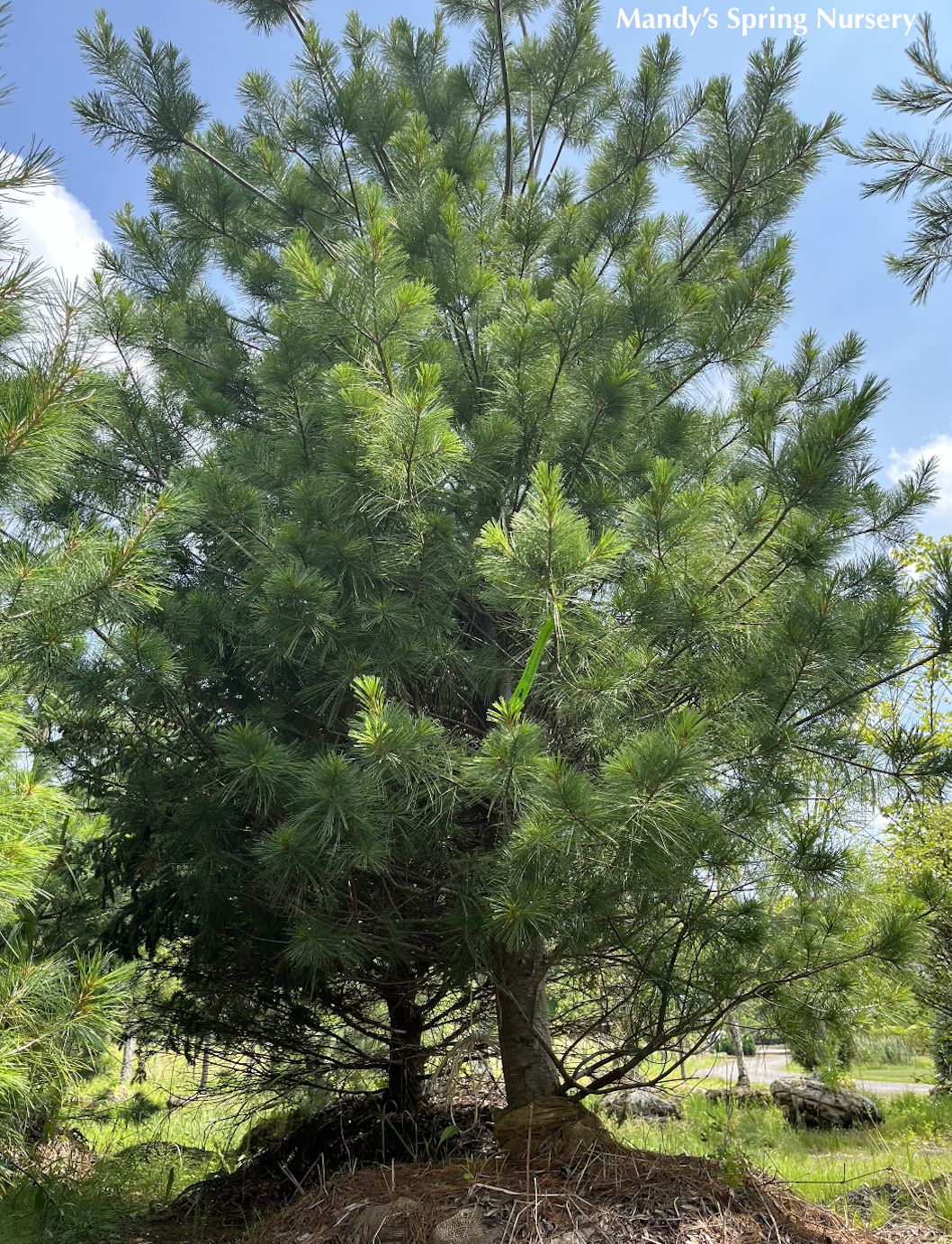 Eastern White Pine | Pinus strobus