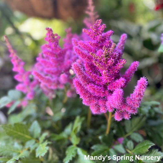 Visions Astilbe | Astilbe chinensis 'Visions'