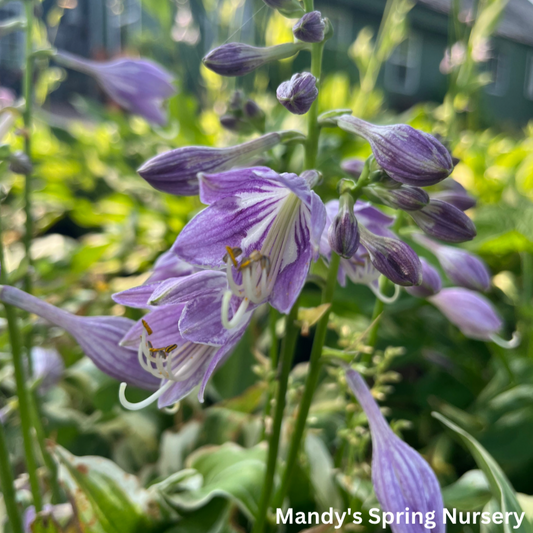 Diamonds Are Forever Hosta | Hosta 'Diamonds Are Forever'