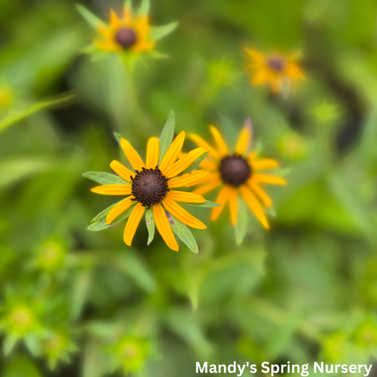 Little Goldstar Black-Eyed Susan | Rudbeckia fulgida