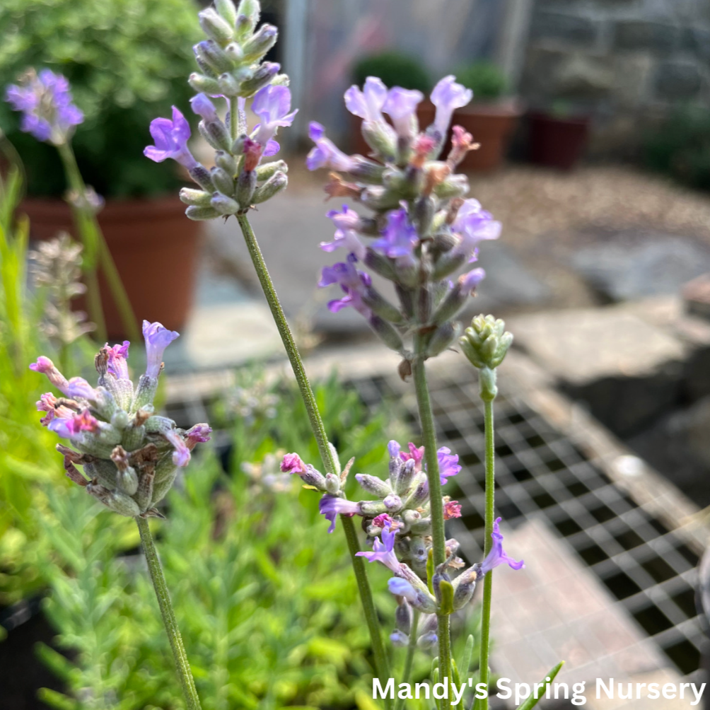 Plug - Munstead English Lavender | Lavandula angustifolia