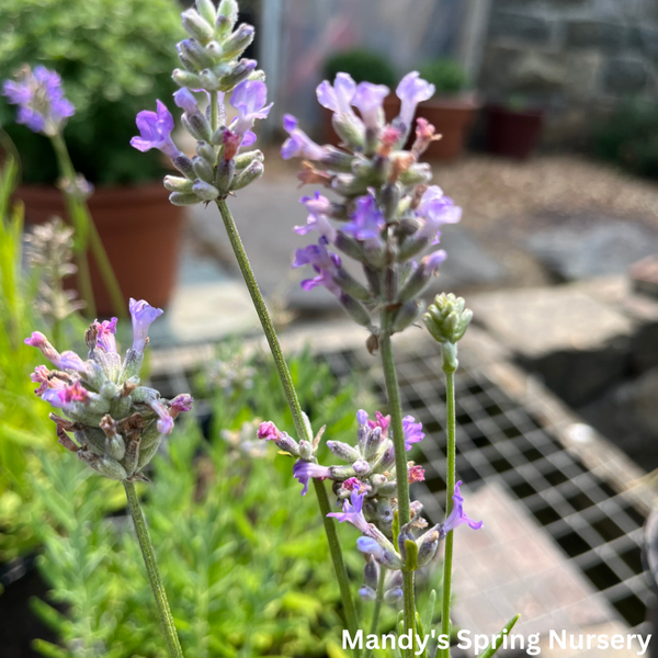 where to buy munstead lavender plants English Lavender Munstead / 1 Gallon