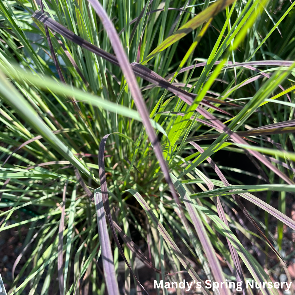 Blue Heaven Little Bluestem Grass