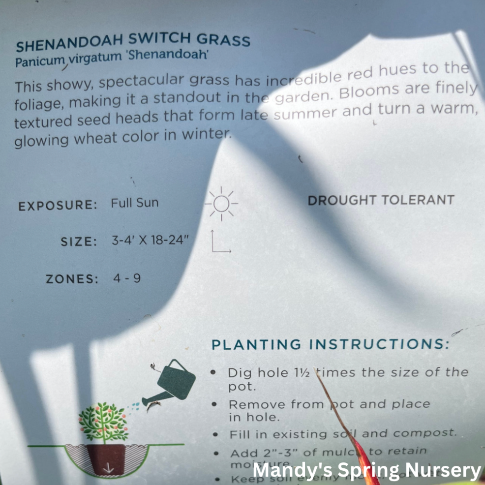 Shenandoah Red Switchgrass | Panicum virgatum