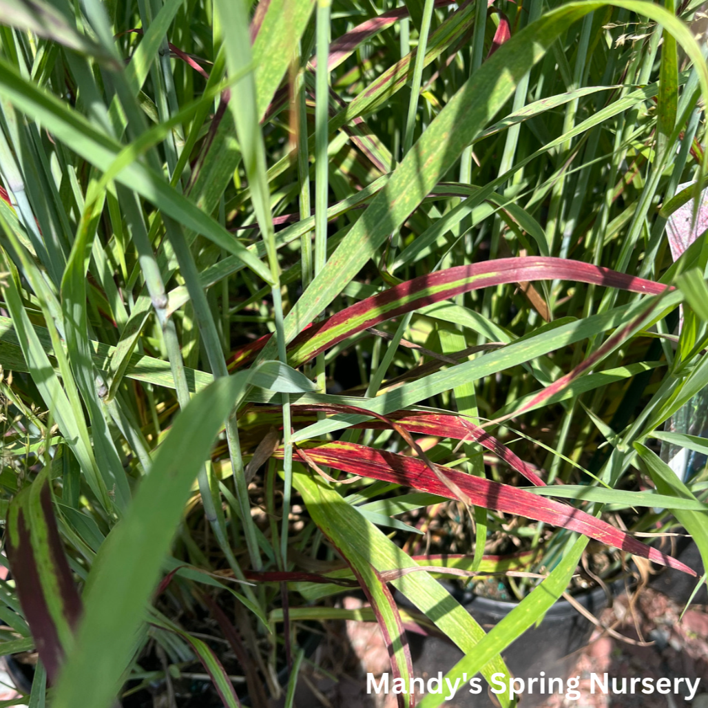 Shenandoah Red Switchgrass | Panicum virgatum