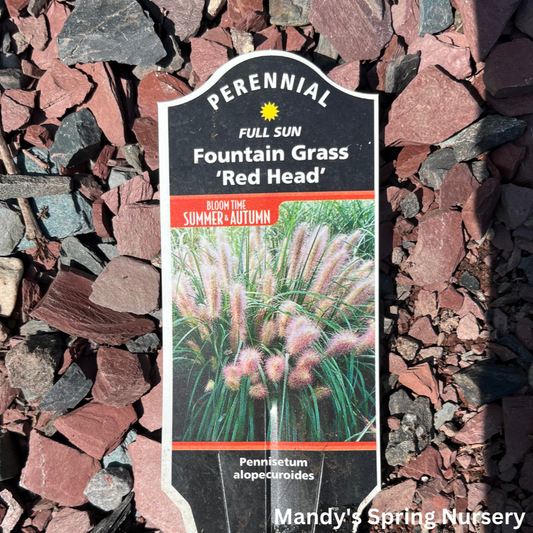 Red Head Fountain Grass | Pennisetum alopecuroides