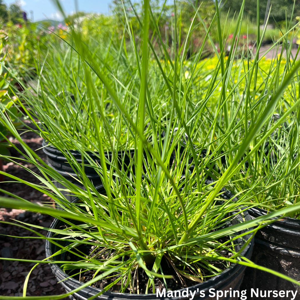 Piglet Fountain Grass | Pennisetum alopecuroides