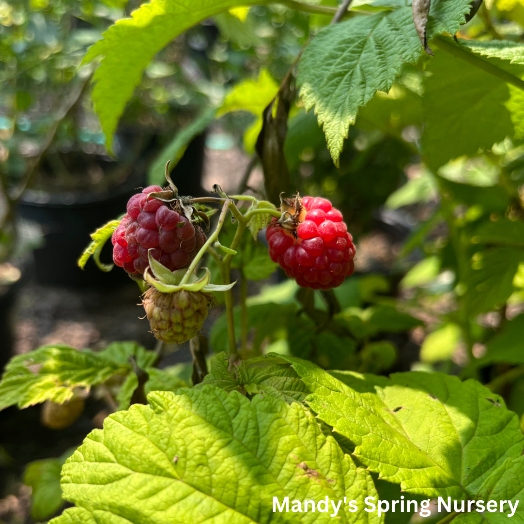 Encore Red Raspberry | Rubus – Mandy Spring Farm Nursery, Inc.