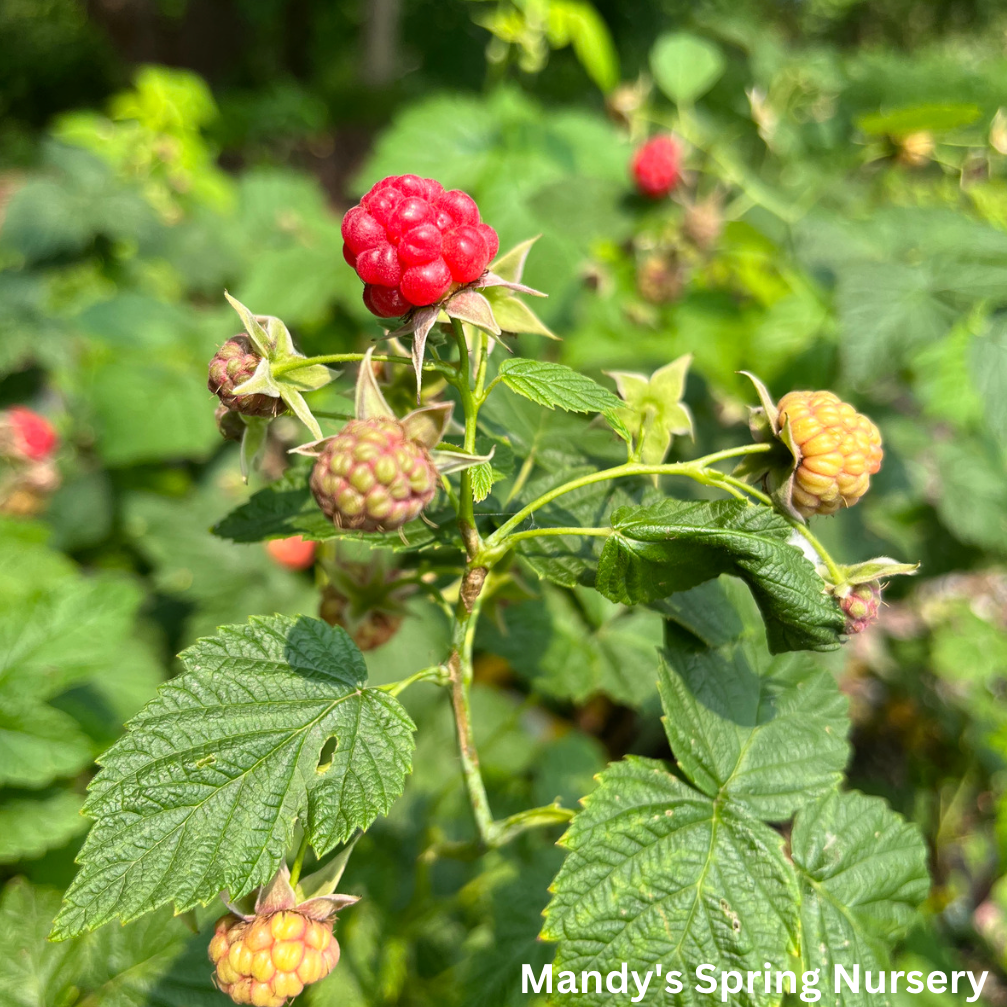 Latham Raspberry | Rubus – Mandy Spring Farm Nursery, Inc.