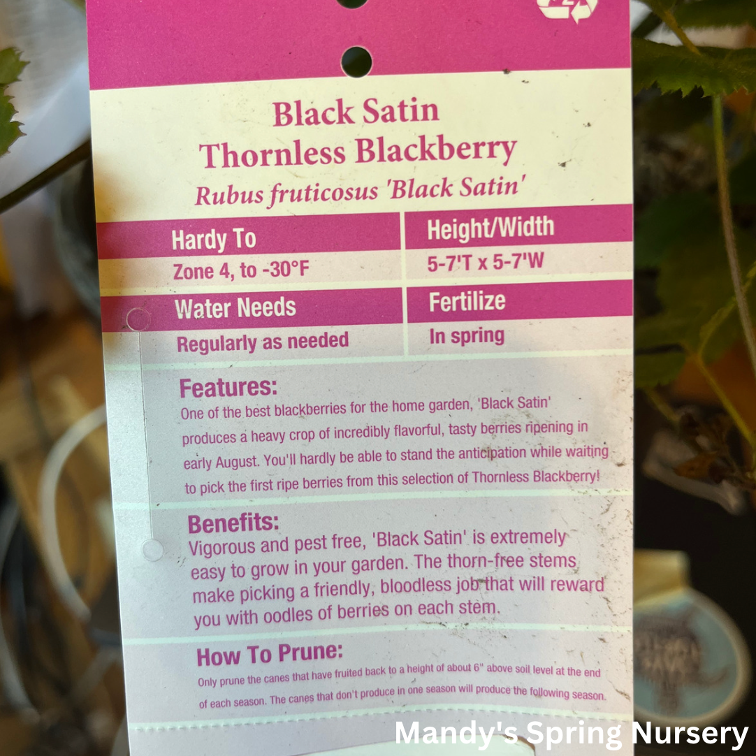 Black Satin Blackberry - Rubus 'Black Satin'