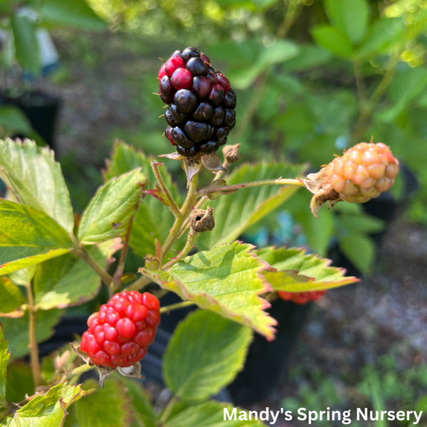 Darrow Blackberry | Rubus – Mandy Spring Farm Nursery, Inc.