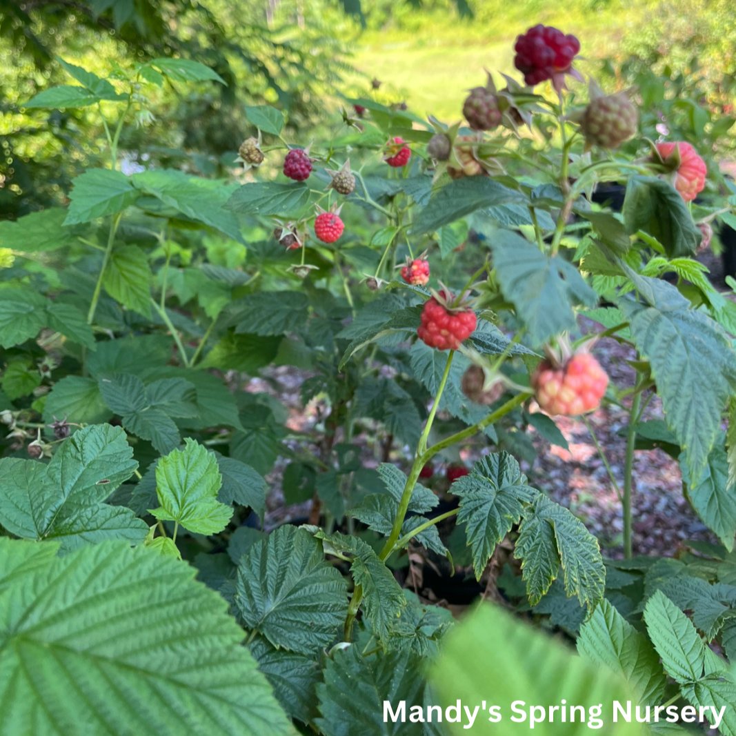 Latham Raspberry | Rubus – Mandy Spring Farm Nursery, Inc.